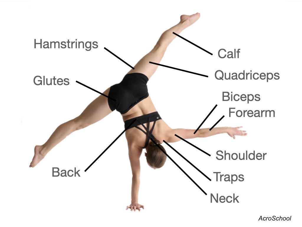 Muscles used in acrobatics